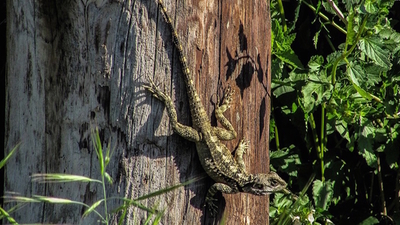 Middle chameleon on a trunk good adaptation skills